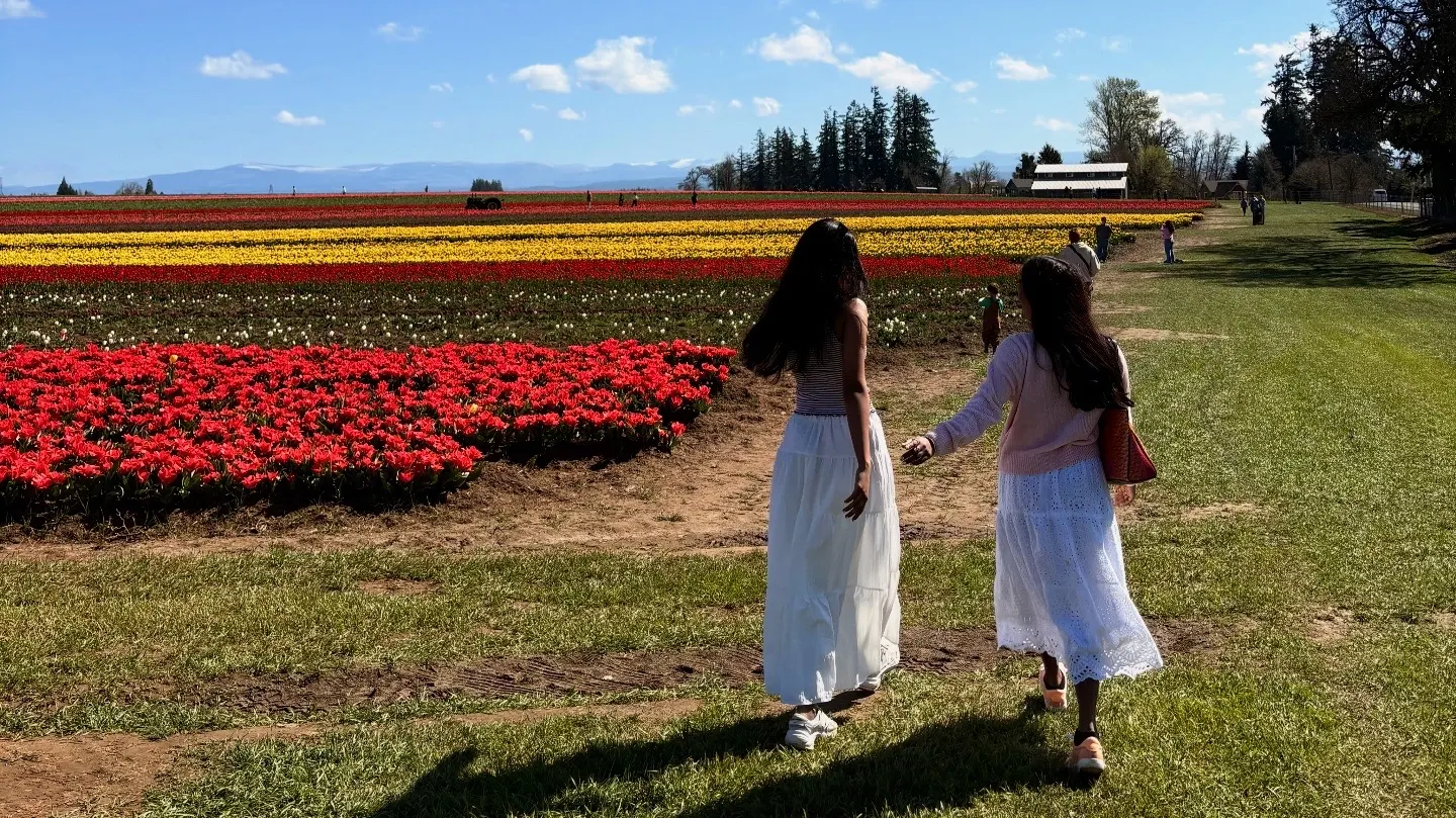 Tulip field